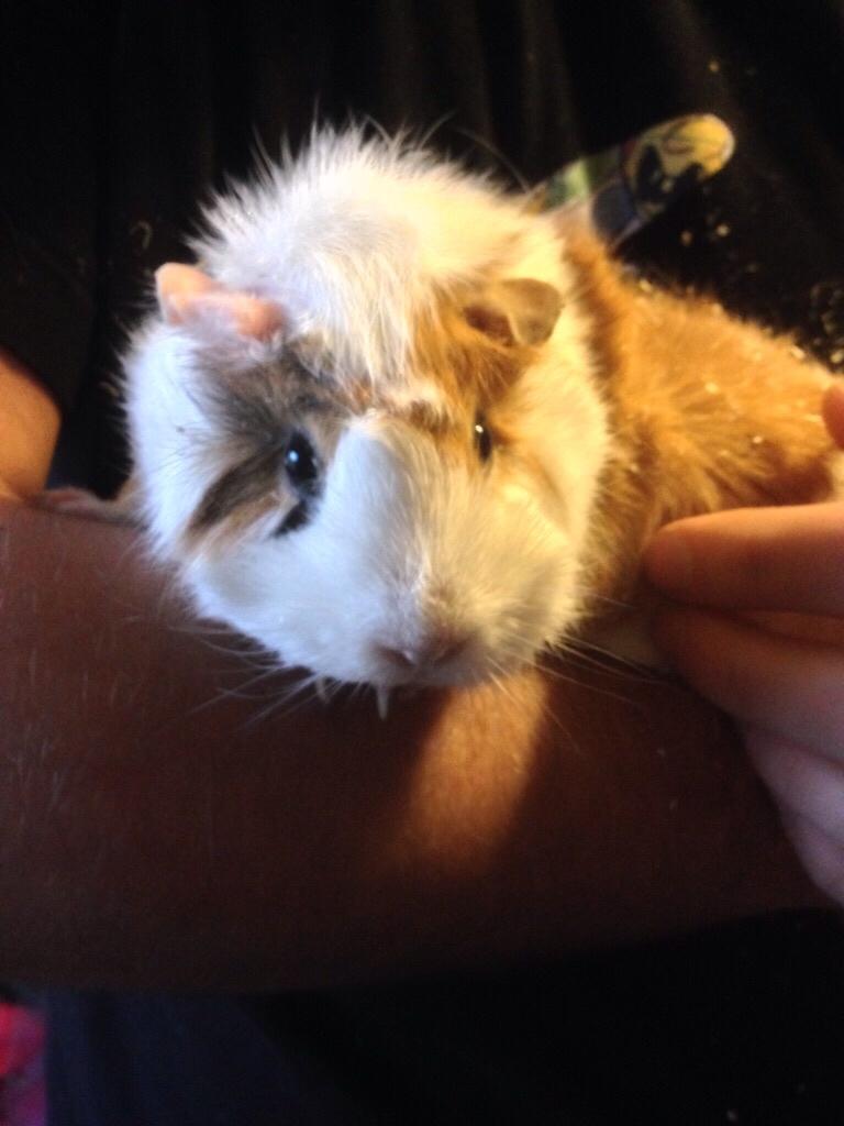 Marsvin Mutti, Pjuske og Plet billede 6