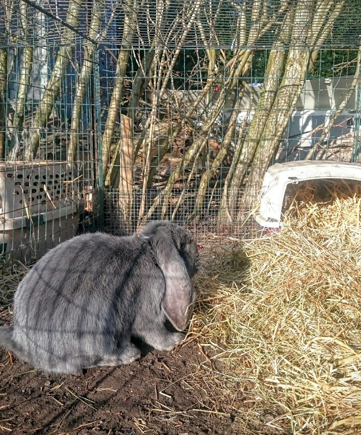 Kanin Karma fransk vædder  - karma. 11 måneder, april 2017 billede 25