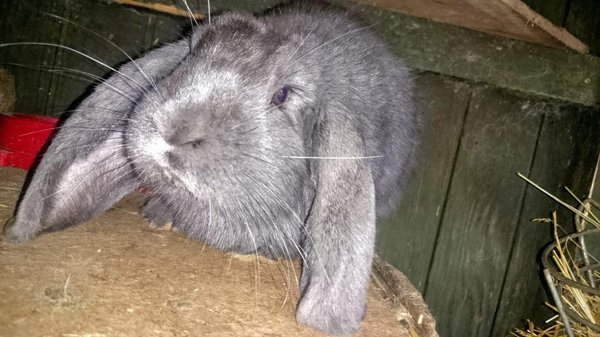 Kanin Karma fransk vædder  - Karma, lige ankommet 5 måneder billede 35