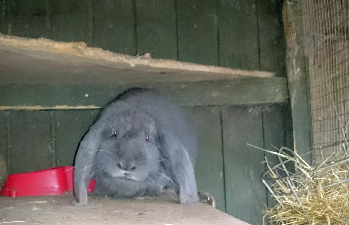 Kanin Karma fransk vædder  - Karma, lige ankommet 5 måneder billede 36