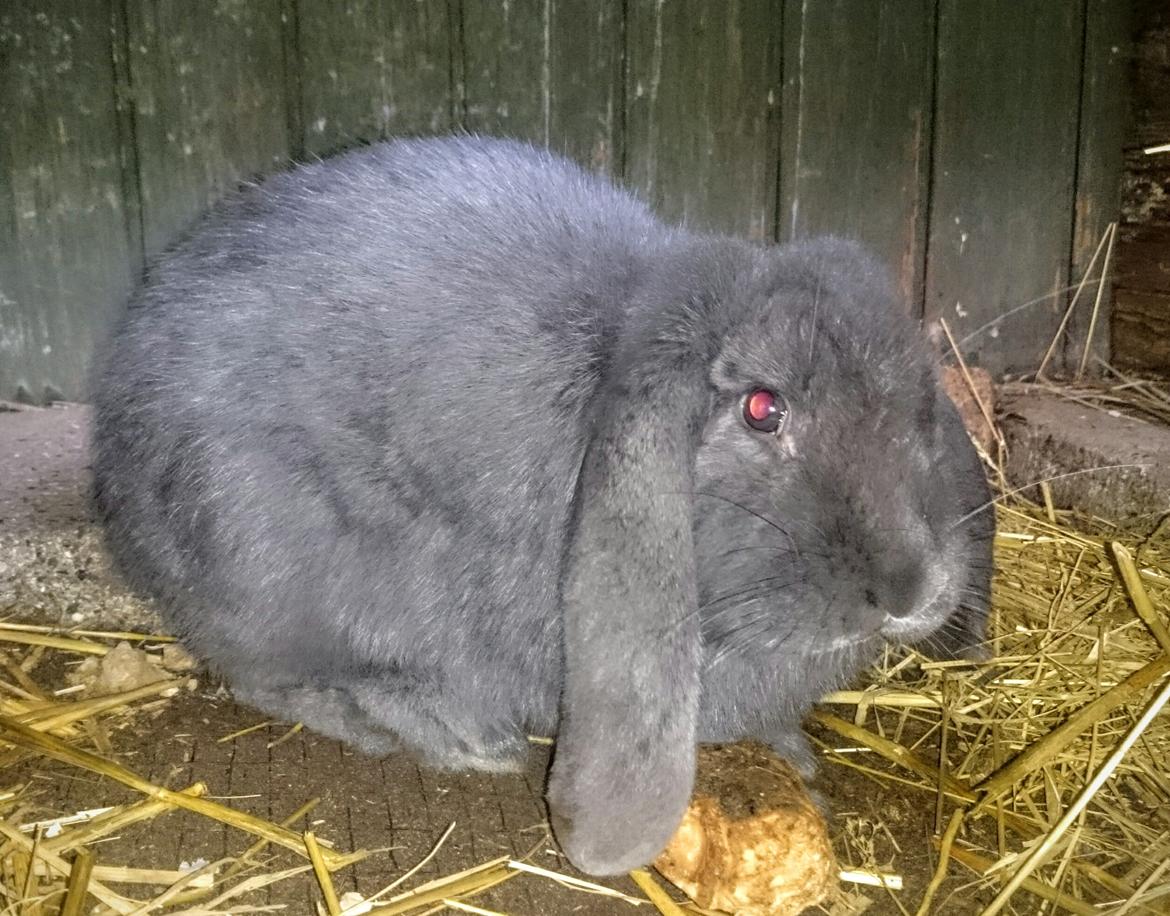 Kanin Karma fransk vædder  - Karma, lige ankommet 5 måneder billede 37