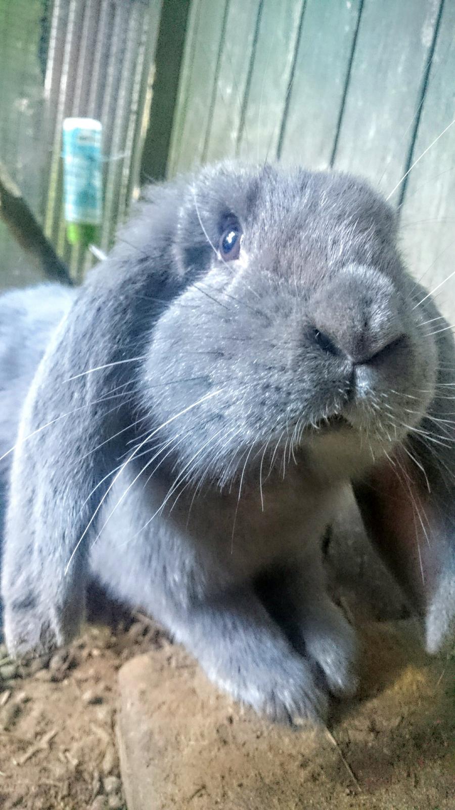 Kanin Karma fransk vædder  - Karma, lige ankommet 5 måneder billede 39