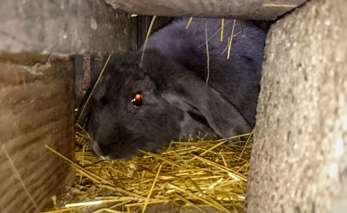 Kanin Karma fransk vædder  - Karma, lige ankommet 5 måneder billede 38