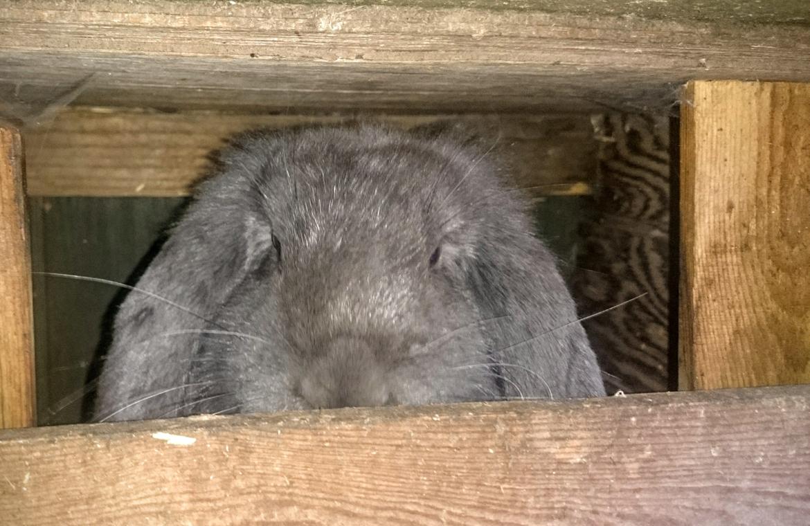 Kanin Karma fransk vædder  - Karma, lige ankommet 5 måneder billede 41