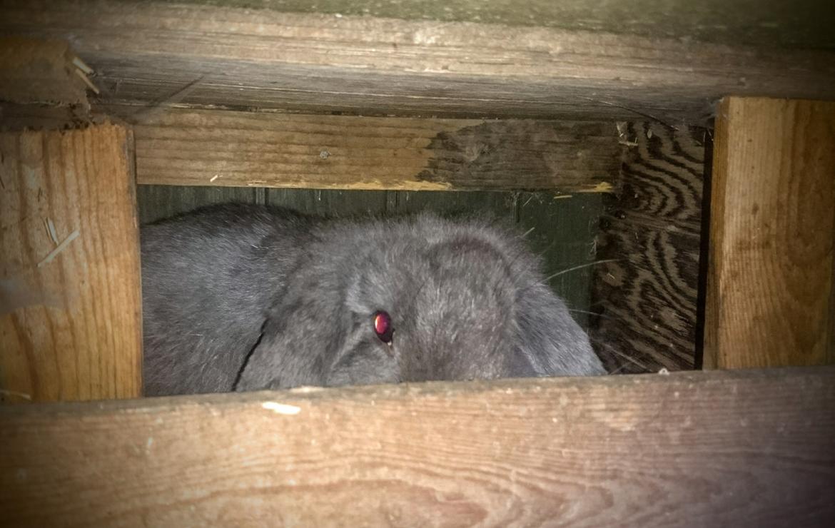 Kanin Karma fransk vædder  - Karma, lige ankommet 5 måneder billede 42