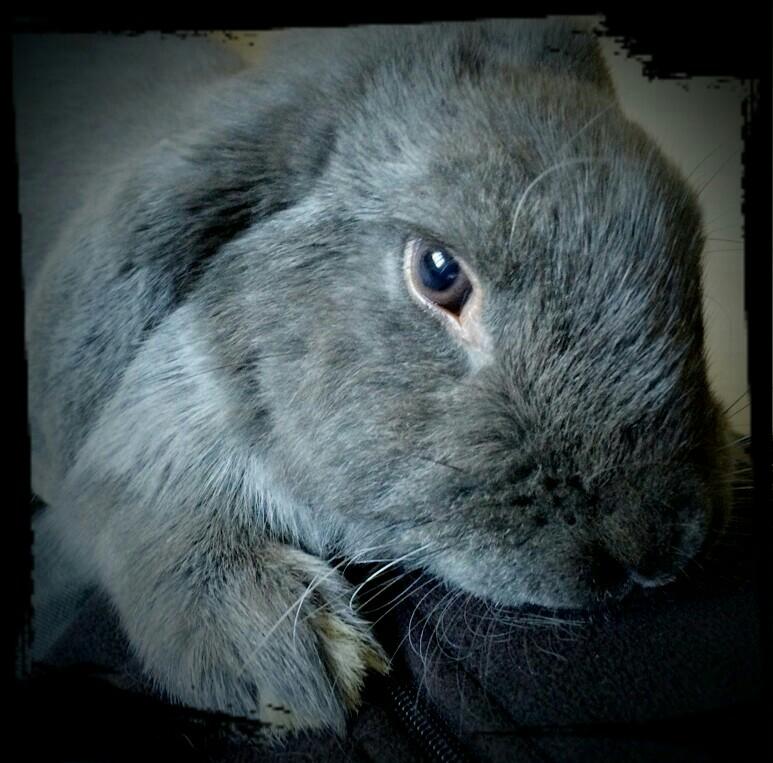 Kanin Karma fransk vædder  billede 40