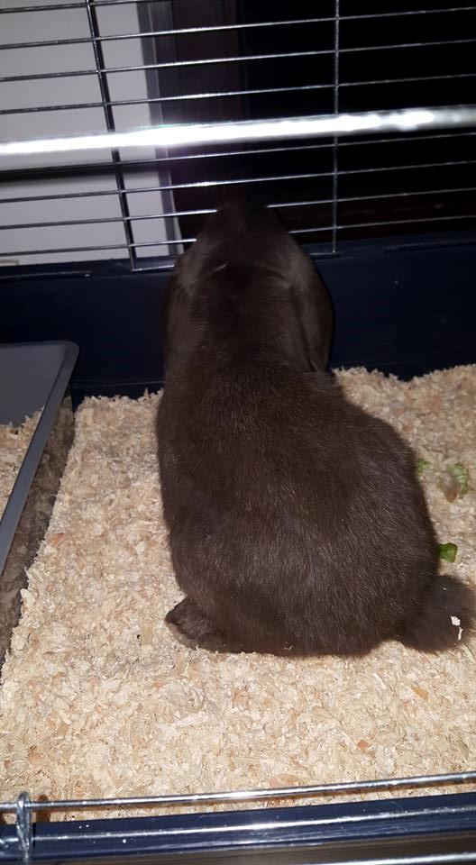 Kanin Dueholms Captain Jack Sparrow *RIP* billede 23