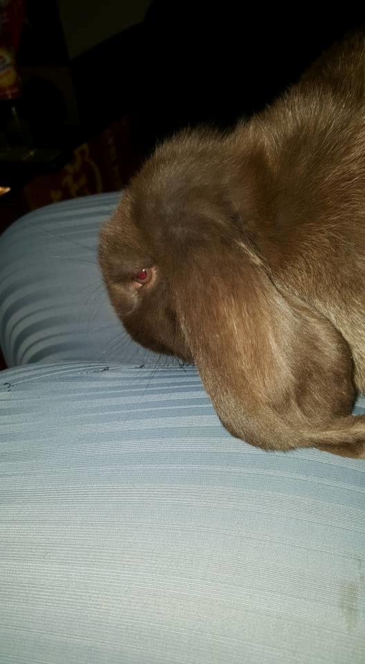 Kanin Dueholms Captain Jack Sparrow *RIP* billede 18