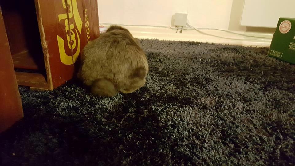 Kanin Dueholms Captain Jack Sparrow *RIP* billede 21