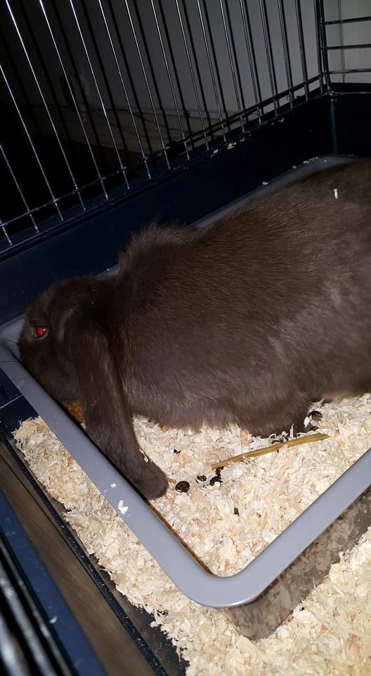 Kanin Dueholms Captain Jack Sparrow *RIP* billede 16