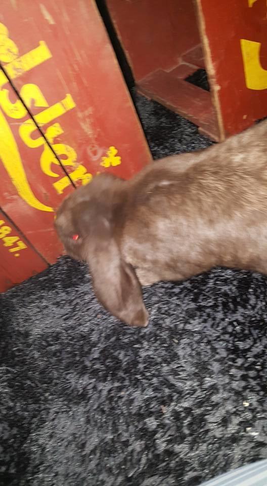 Kanin Dueholms Captain Jack Sparrow *RIP* billede 24