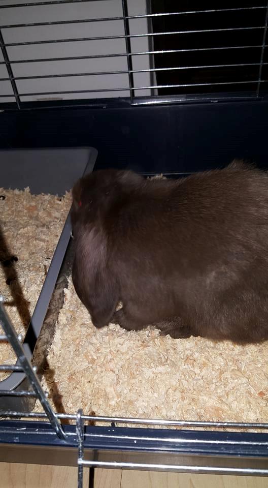 Kanin Dueholms Captain Jack Sparrow *RIP* billede 22