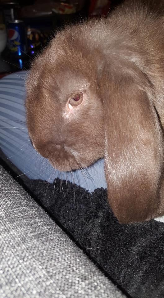 Kanin Dueholms Captain Jack Sparrow *RIP* billede 14