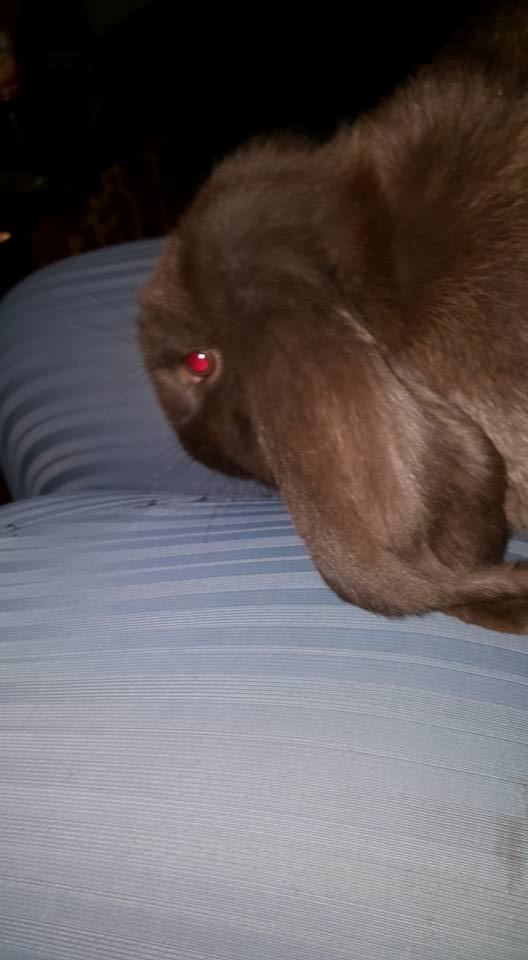 Kanin Dueholms Captain Jack Sparrow *RIP* billede 17