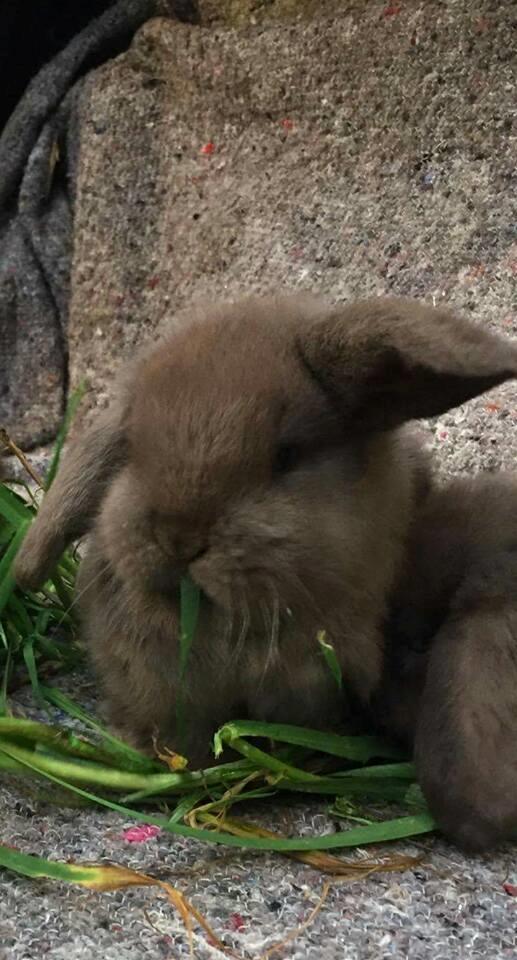 Kanin Dueholms Captain Jack Sparrow *RIP* billede 28