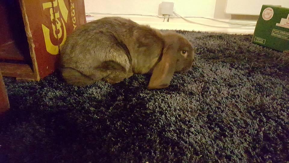 Kanin Dueholms Captain Jack Sparrow *RIP* billede 15