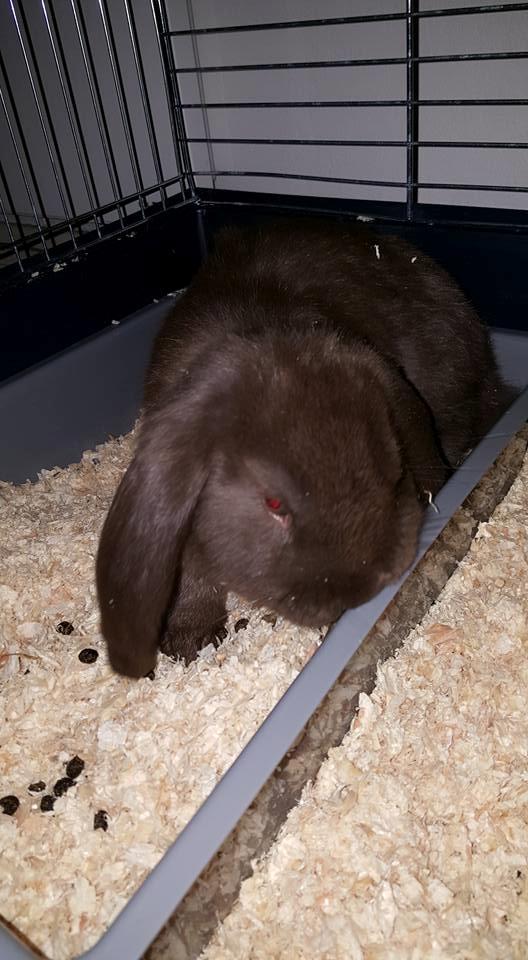 Kanin Dueholms Captain Jack Sparrow *RIP* billede 13