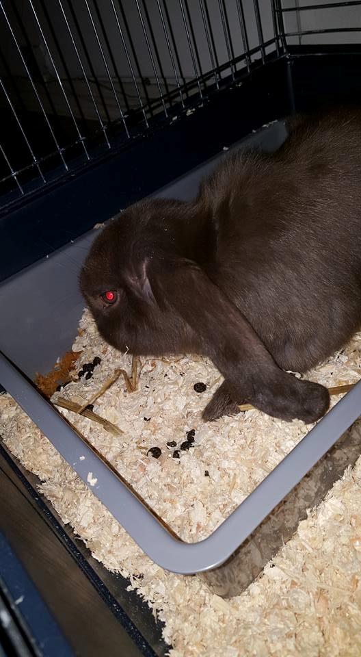 Kanin Dueholms Captain Jack Sparrow *RIP* billede 19