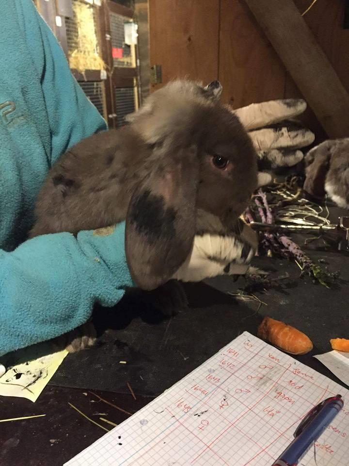 Kanin Dueholms Captain Jack Sparrow *RIP* billede 27