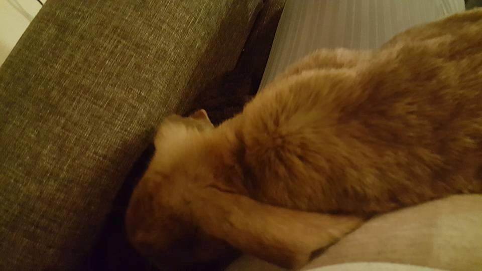 Kanin Dueholms Captain Jack Sparrow *RIP* billede 26