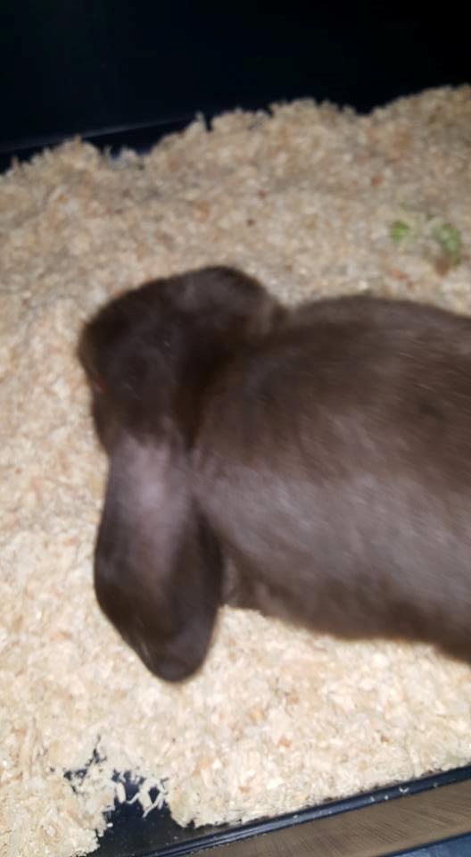 Kanin Dueholms Captain Jack Sparrow *RIP* billede 25