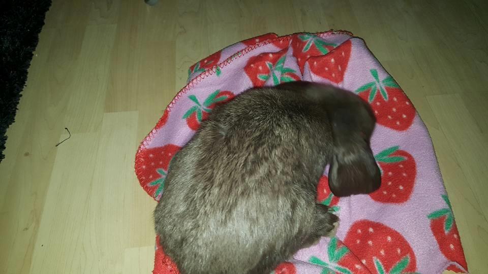 Kanin Dueholms Captain Jack Sparrow *RIP* billede 12