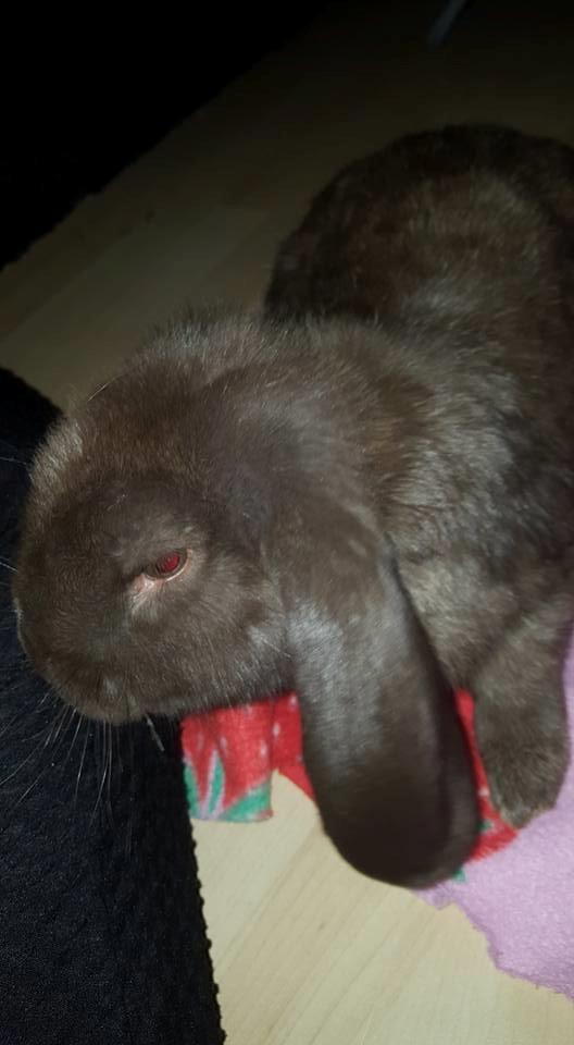 Kanin Dueholms Captain Jack Sparrow *RIP* billede 4