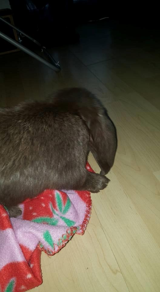 Kanin Dueholms Captain Jack Sparrow *RIP* billede 10