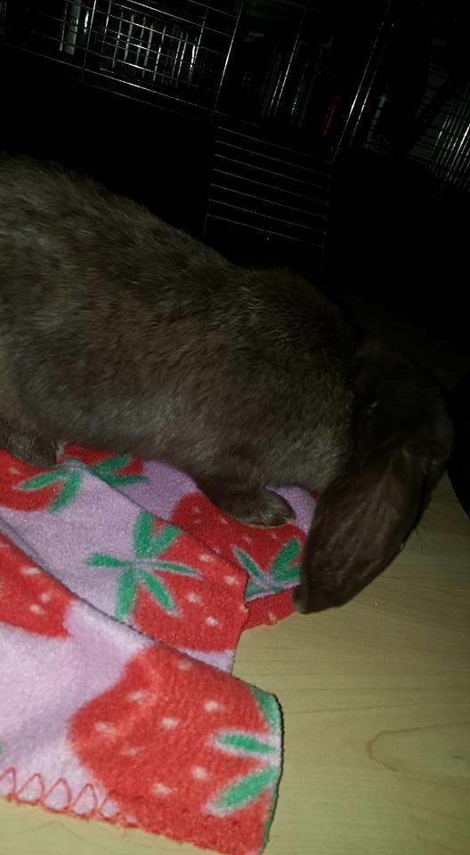 Kanin Dueholms Captain Jack Sparrow *RIP* billede 9