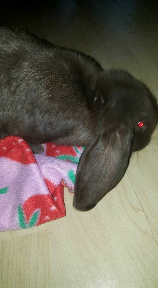 Kanin Dueholms Captain Jack Sparrow *RIP* billede 5