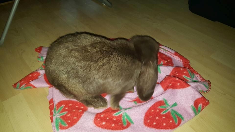 Kanin Dueholms Captain Jack Sparrow *RIP* billede 8