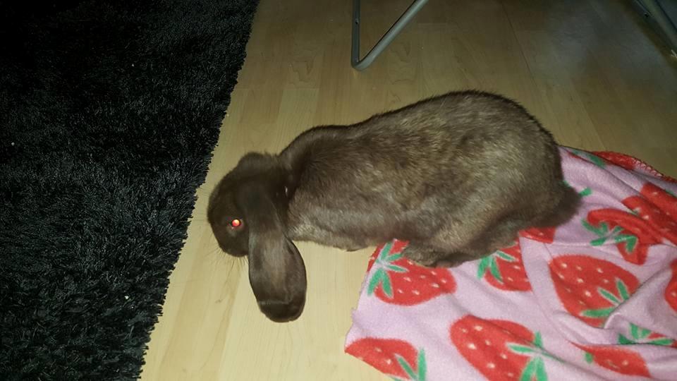 Kanin Dueholms Captain Jack Sparrow *RIP* billede 6