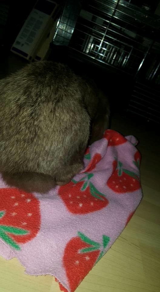 Kanin Dueholms Captain Jack Sparrow *RIP* billede 11