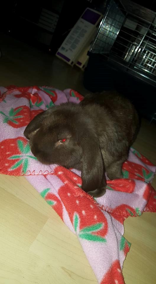 Kanin Dueholms Captain Jack Sparrow *RIP* billede 1