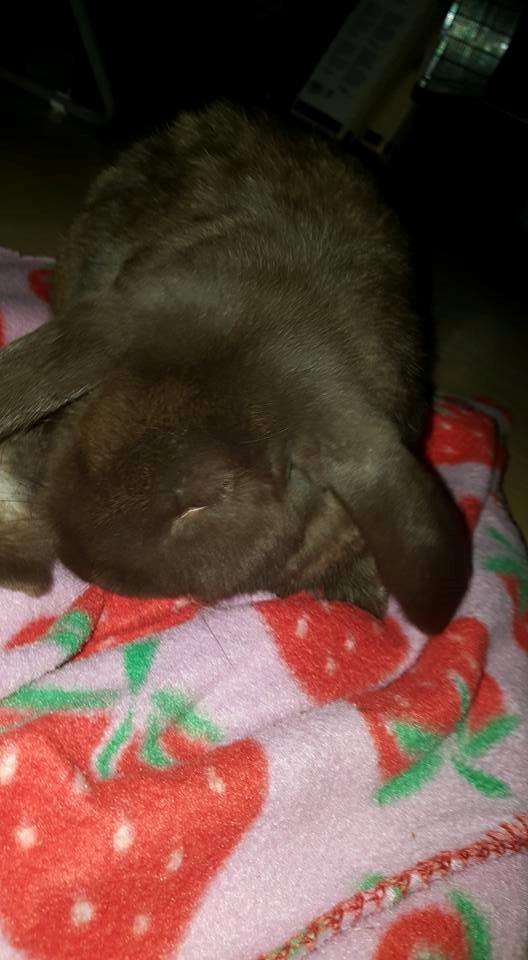 Kanin Dueholms Captain Jack Sparrow *RIP* billede 7