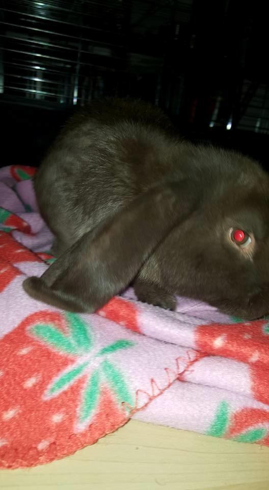 Kanin Dueholms Captain Jack Sparrow *RIP* billede 2