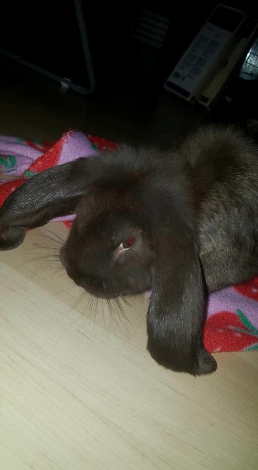 Kanin Dueholms Captain Jack Sparrow *RIP* billede 3