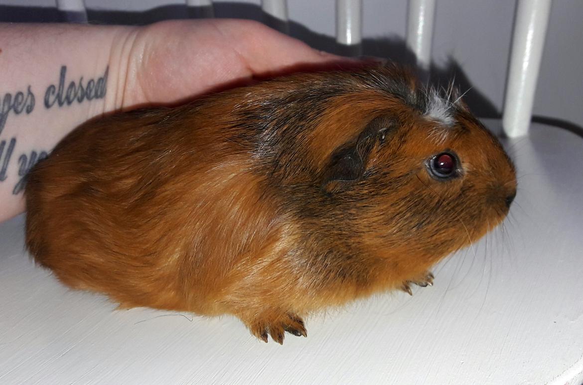 Marsvin Luna billede 9