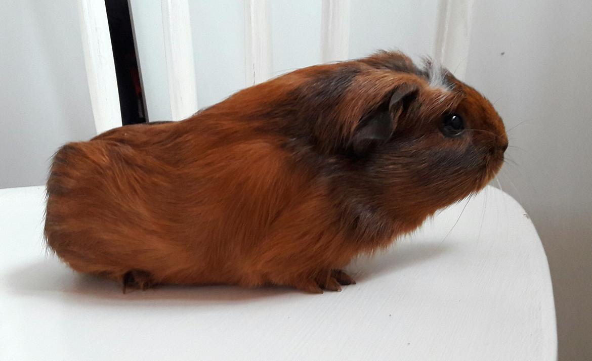 Marsvin Luna billede 10