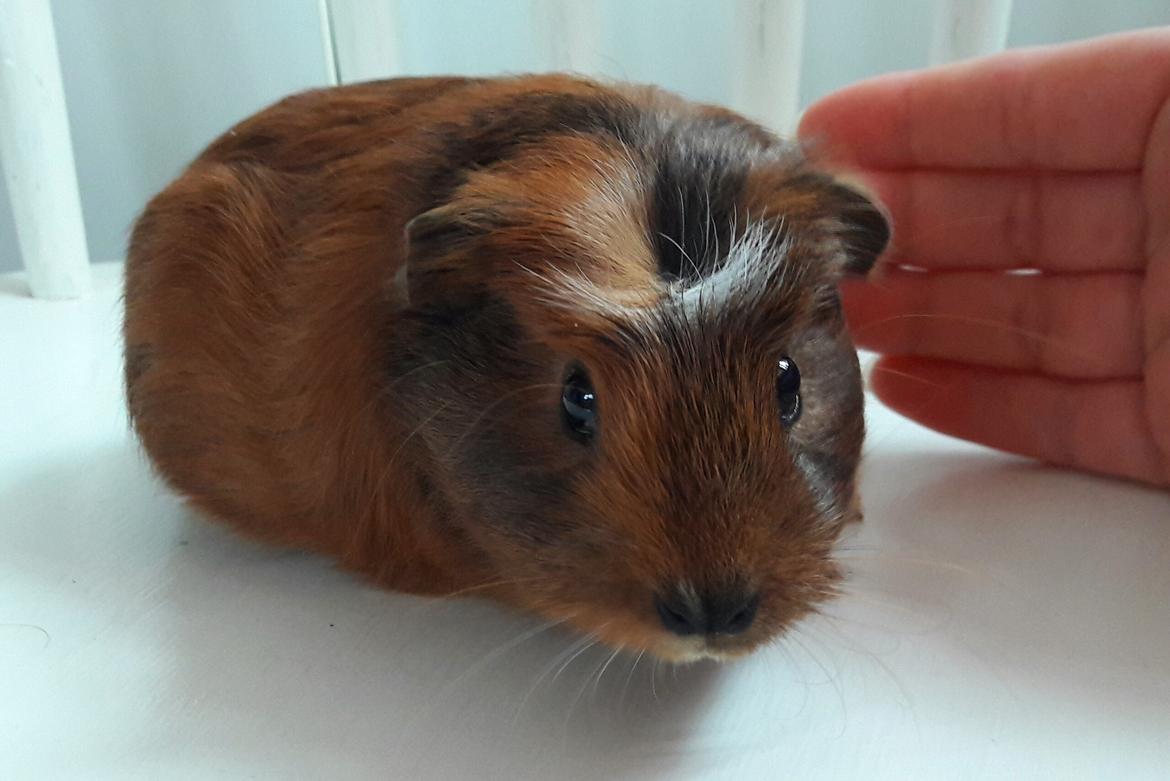 Marsvin Luna billede 11