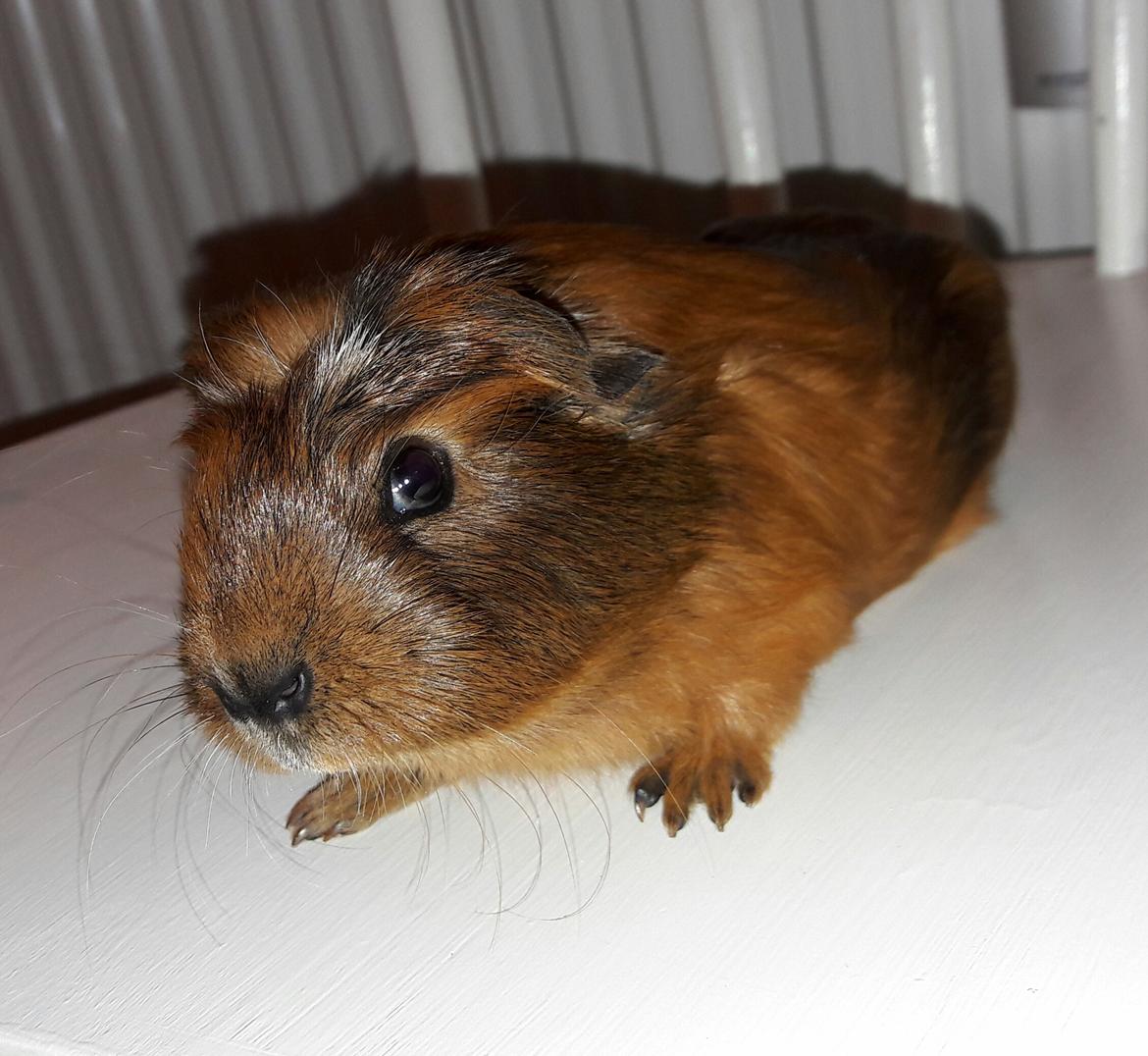 Marsvin Luna billede 12