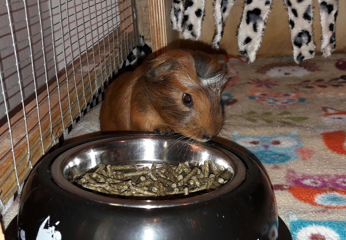 Marsvin Luna billede 13