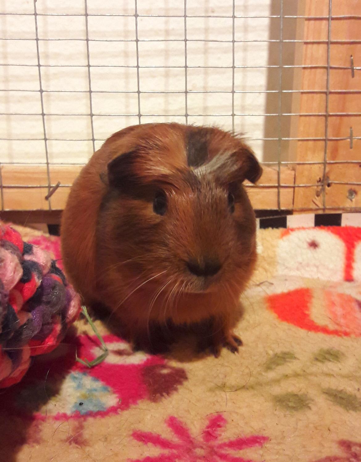 Marsvin Luna billede 14