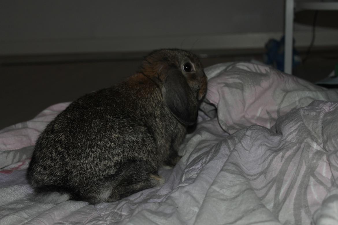 Kanin intet endnu billede 12