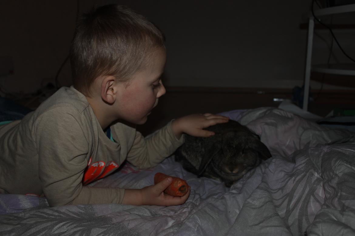 Kanin intet endnu billede 15