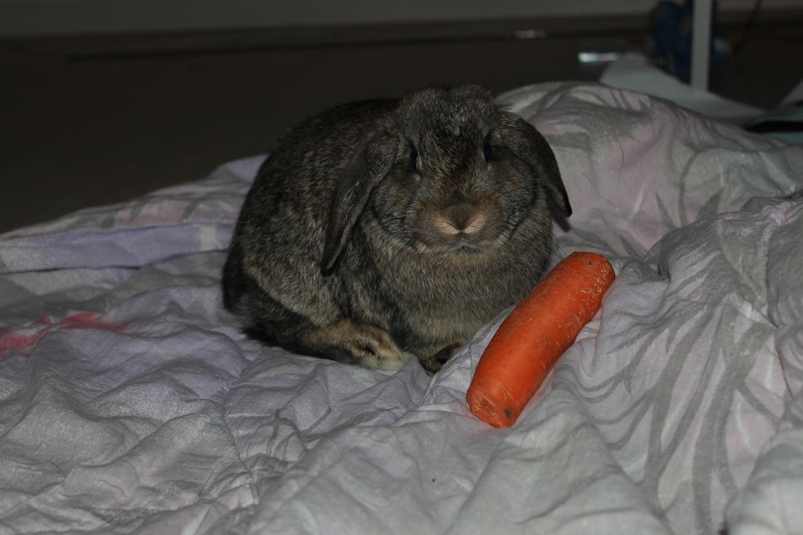Kanin intet endnu billede 16
