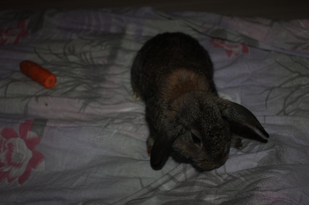 Kanin intet endnu billede 9
