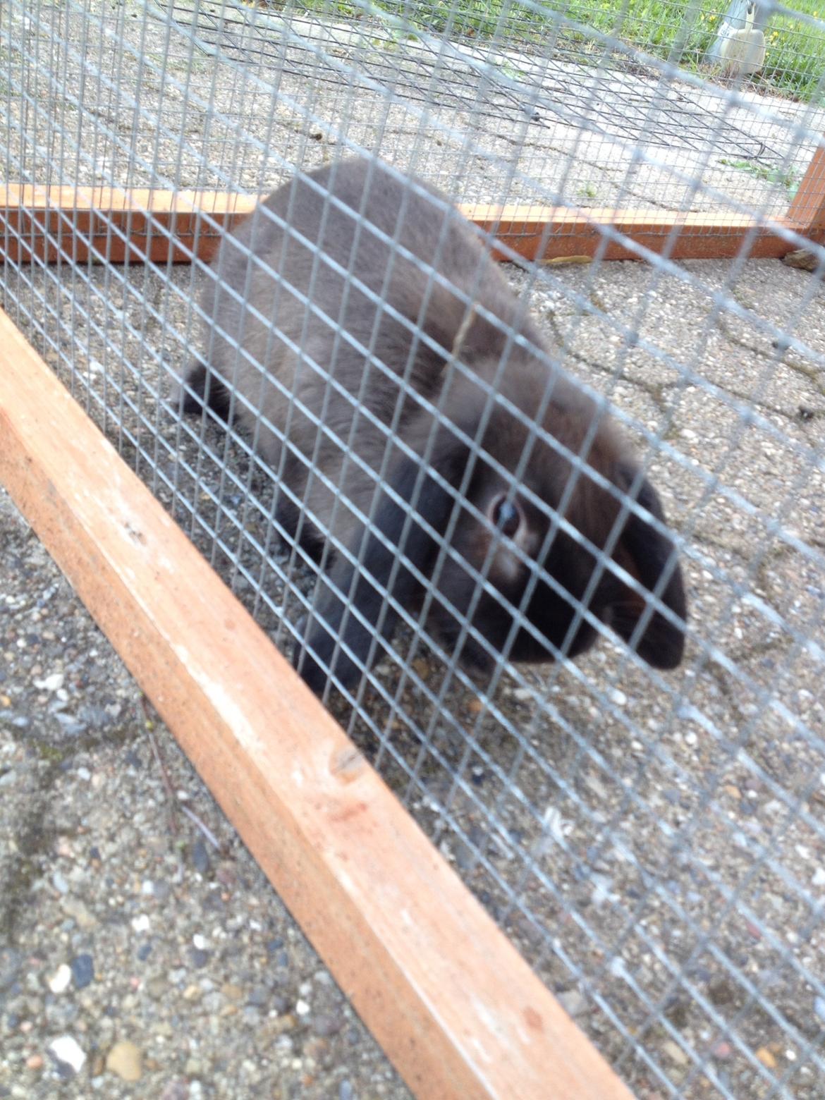 Kanin Mocca Trofast - ❤️ billede 3