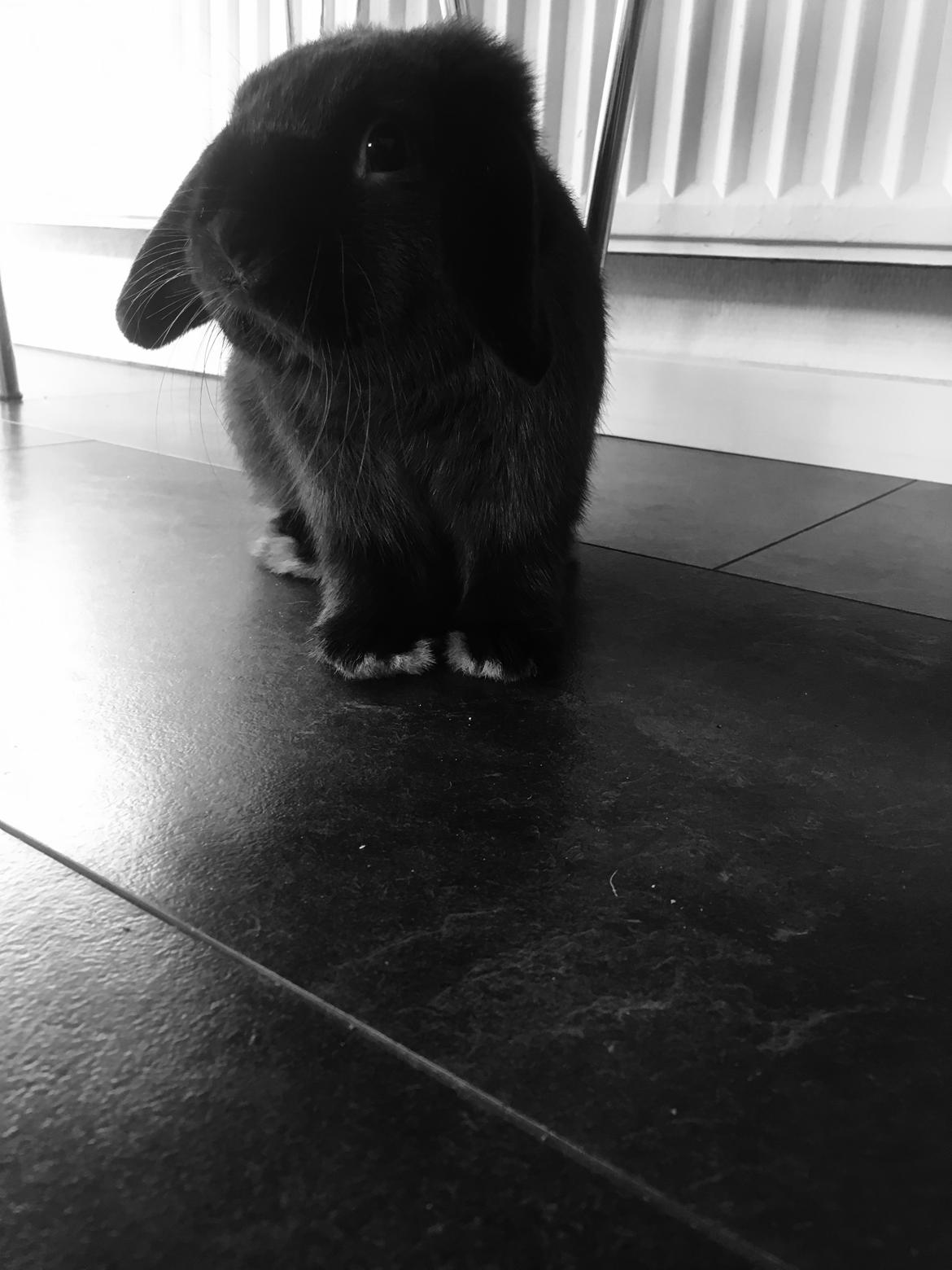 Kanin Mocca Trofast - Smukke Mocca billede 5