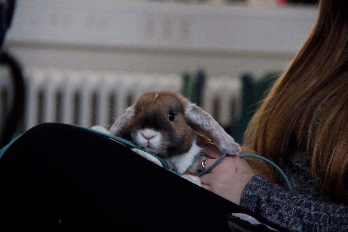 Kanin Olau billede 20